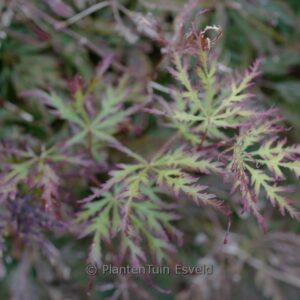 Acer palmatum 'Marielle'