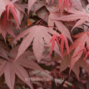 Acer palmatum 'Marjan'
