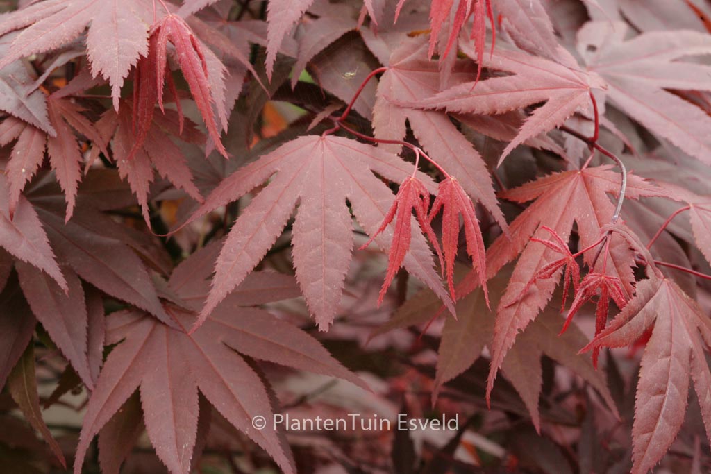 Acer palmatum 'Marjan'