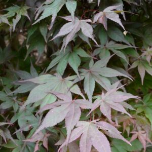Acer palmatum 'Matsu-kubo'