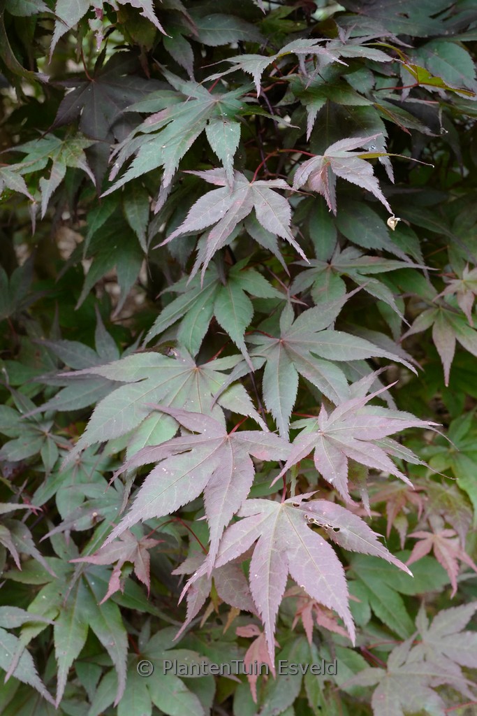 Acer palmatum 'Matsu-kubo'