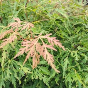 Acer palmatum 'Michael Dirr'