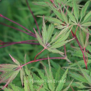 Acer palmatum 'Midori-no-teiboku'