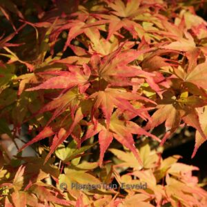 Acer palmatum 'Mikawa-yatsubusa'