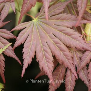 Acer palmatum 'Mirte'
