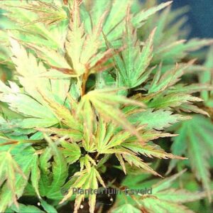 Acer palmatum 'Miyabe nishiki'