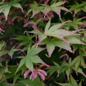 Acer palmatum 'Mon Papa'