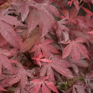 Acer palmatum 'Moonshadow'