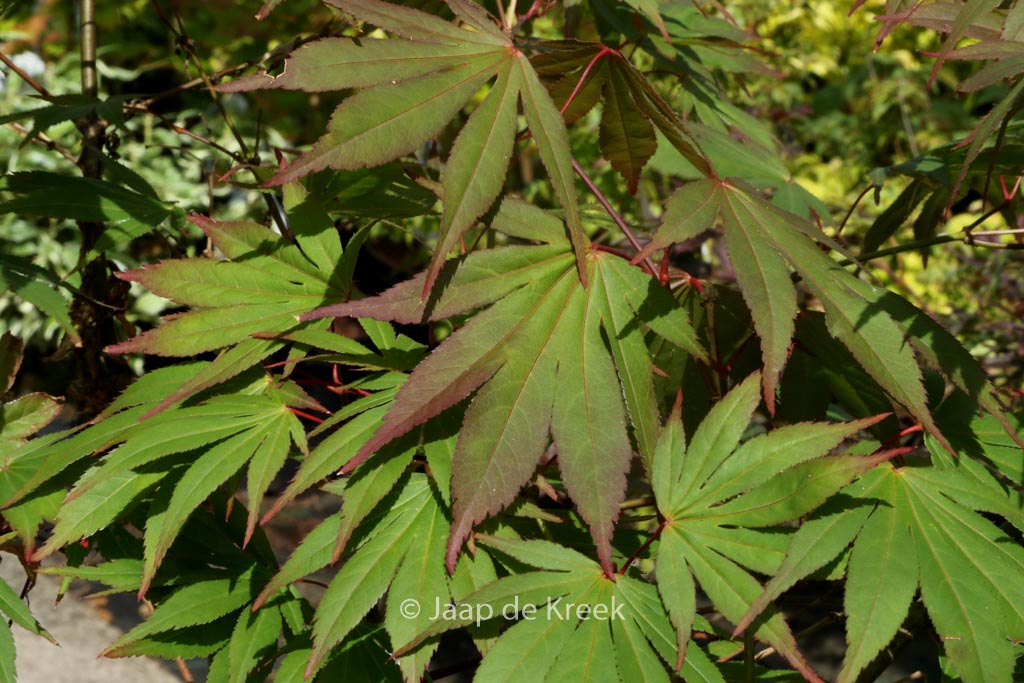 Acer palmatum 'Mori-no-miya'