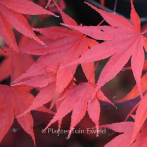 Acer palmatum 'Murasaki-iroha'