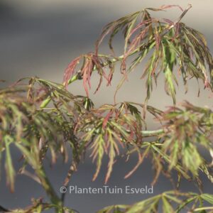 Acer palmatum 'Nancy's Legacy'