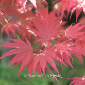 Acer palmatum 'Nathan'