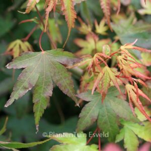Acer palmatum 'Nishiki-yamato'