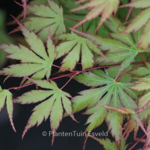 Acer palmatum 'Nogat'