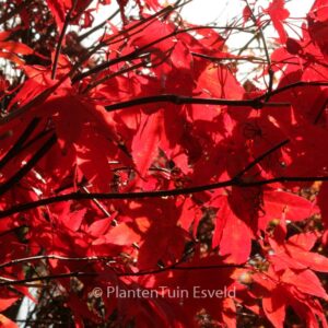 Acer palmatum 'Nomura-nishiki'