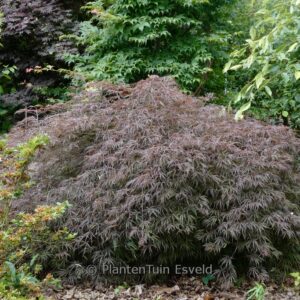Acer palmatum 'Nomura shidare'