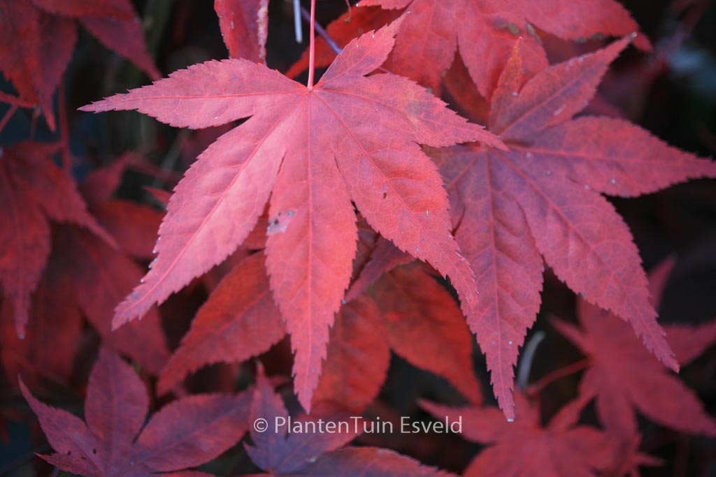 Acer palmatum 'Noto'