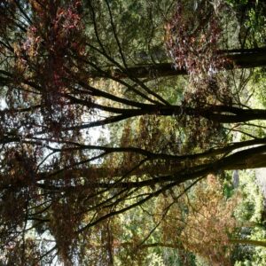 Acer palmatum 'Nure-sagi'