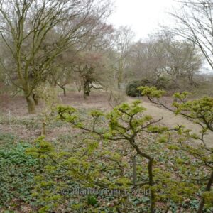 Acer palmatum 'Ōjishi'