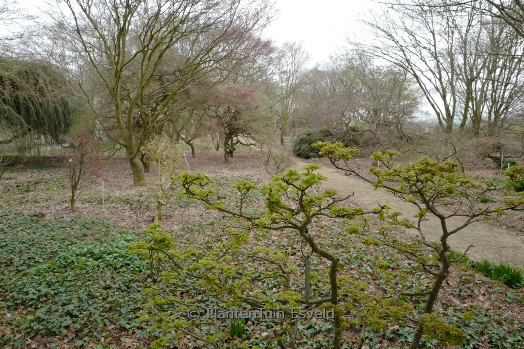 Acer palmatum 'Ōjishi'