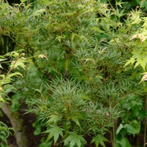 Acer palmatum 'Okushimo'