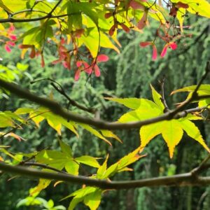 Acer palmatum 'Omato'