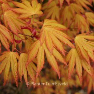 Acer palmatum 'Orange Dream'