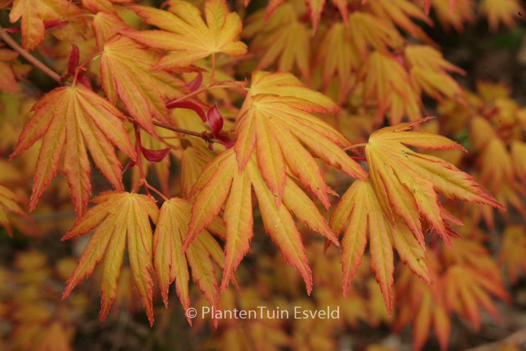 Acer palmatum 'Orange Dream'