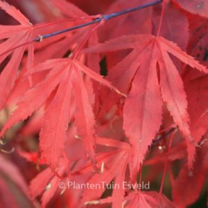 Acer palmatum 'Oregon Sunset'