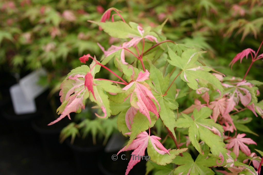 Acer palmatum 'Oridono-nishiki'