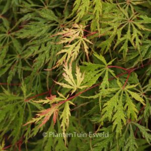 Acer palmatum 'Oriental Lace'