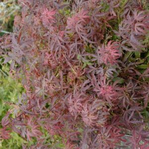 Acer palmatum 'Orion'