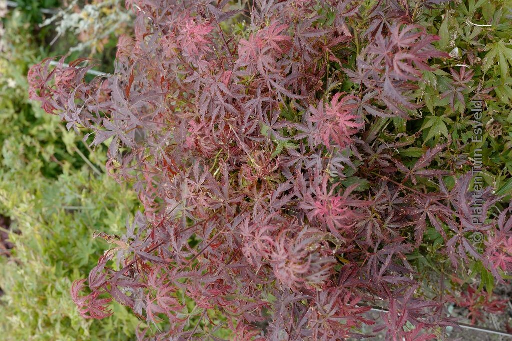 Acer palmatum 'Orion'