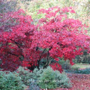 Acer palmatum 'Osakazuki'