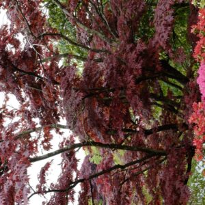 Acer palmatum 'Big Red'