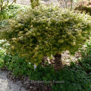 Acer palmatum 'Oto hime'