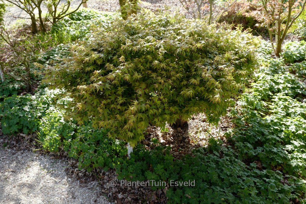 Acer palmatum 'Oto hime'