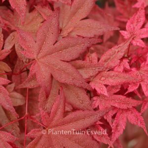 Acer palmatum 'Otome-zakura'
