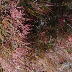 Acer palmatum 'Otto's Dissectum'