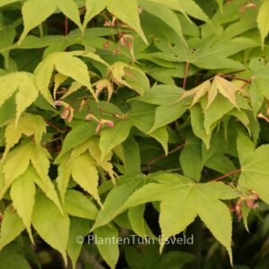 Acer palmatum 'Pam Trawick'