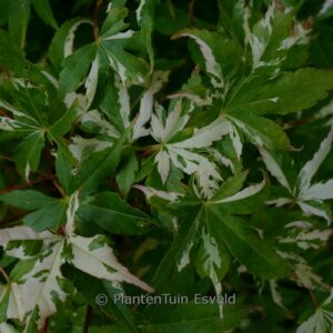 Acer palmatum 'Paul's Variegated'
