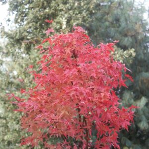 Acer palmatum 'Peve Chameleon'