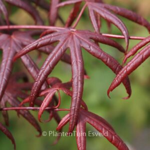 Acer palmatum 'Peve Starfish'