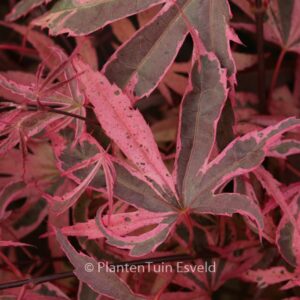 Acer palmatum 'Pink Passion'