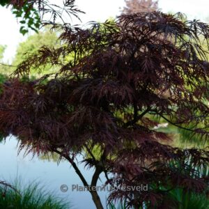 Acer palmatum 'Pleasant Surprise'