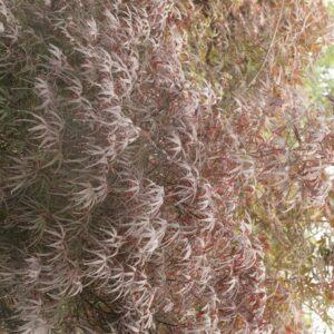 Acer palmatum 'Pung Kill'