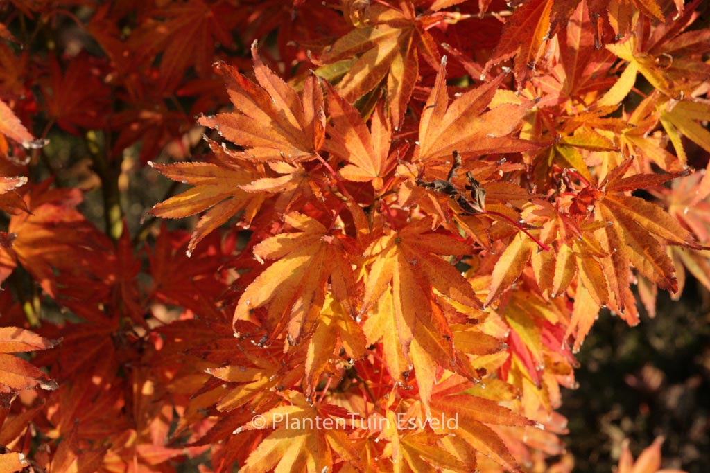 Acer palmatum 'Purpureum'