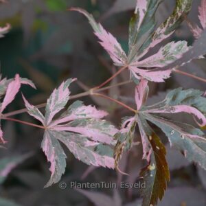 Acer palmatum 'Rainbow'