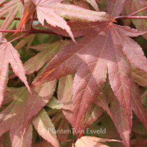 Acer palmatum 'Red Crusader'