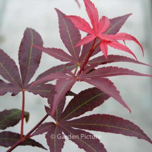 Acer palmatum 'Red Emperor'